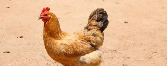 鸡吃自己的蛋的原因(鸡会把自己的蛋吃了吗)