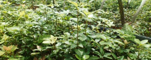 老鹰茶的功效和作用(贵州老鹰茶的功效和作用)