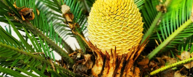 关于铁树风水禁忌(铁树有什么风水作用)