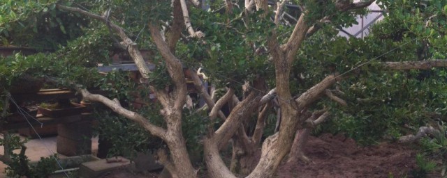 黄杨木风水禁忌有什么(黄杨木的风水)