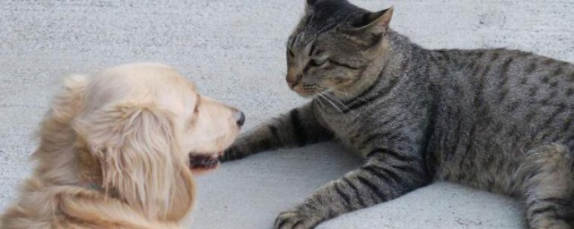 猫和狗属于什么(猫和狗属于什么目)