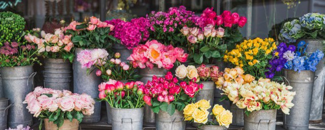 养鱼水适合浇什么花(养鱼水可以浇什么花)