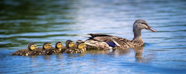 鸭子有什么种类(鸭子有几种类型)