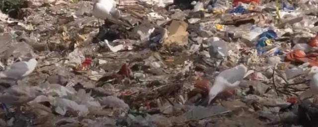 塑料袋的危害(塑料袋的危害有哪些简短)