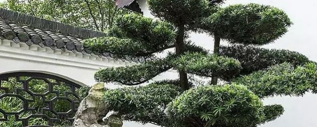 罗汉松种在家里禁忌介绍(罗汉松种在家里可以吗)