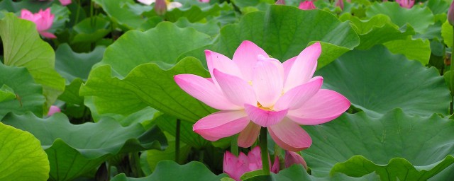 映日荷花别样红原文及译文介绍(映日荷花别样红怎么解释)