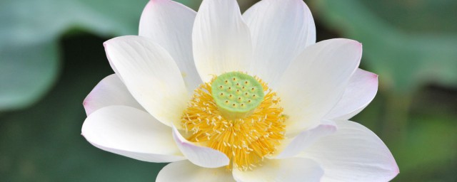 荷花象征意义介绍(荷花的象征意义是什么(简单)