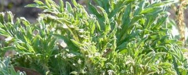 哈拉海菜简介(哈拉海菜的吃法)