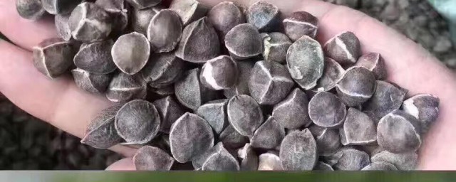 相克食物 辣木籽禁忌和相克食物是什么