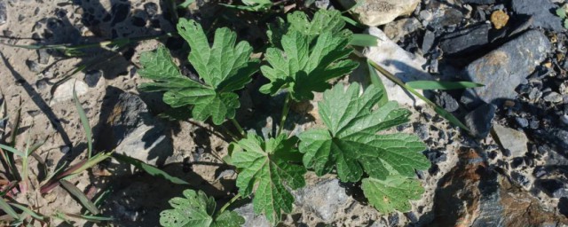 坤草的功效与作用介绍(坤草的别名功效与作用)