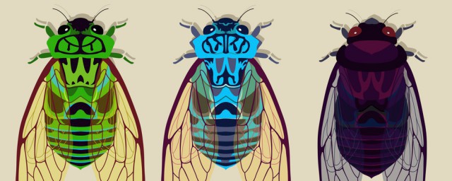 蝉蜕的用途及禁忌有哪些(蝉蜕的功效与作用点的功效与作用及禁忌)