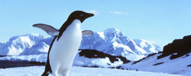 盘点南极的动物(南极最稀有的动物)