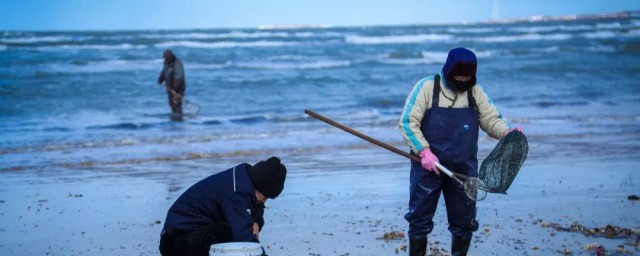 大潮和小潮赶海介绍(巨潮和大潮赶海)