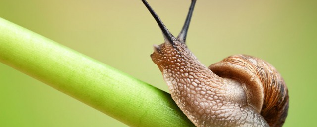 约有100万种昆虫列出如下常见的昆虫种类(已发现的动物种类有150多万种其中已知的昆虫达到几种)