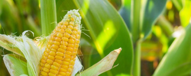 关于玉米轻微发霉还能吃的问题(稍微有点发霉的玉米能吃吗)
