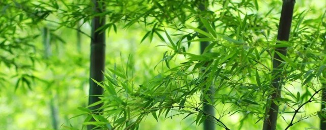 竹子的品质介绍(竹子特点和品质)
