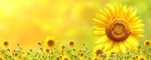 六月什么花会开(六月会开些什么花)