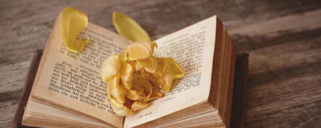 撒狗粮解释(撒狗粮意思是什么意思)