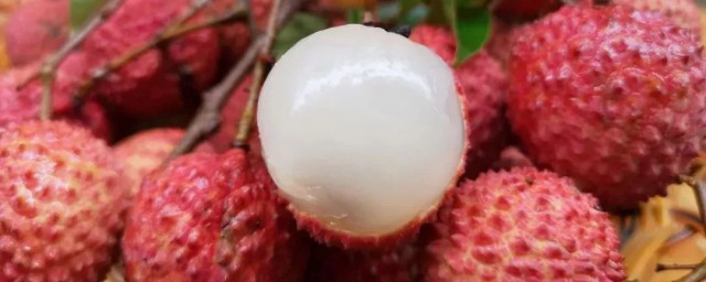 荔枝主要品种介绍(荔枝荔枝品种)