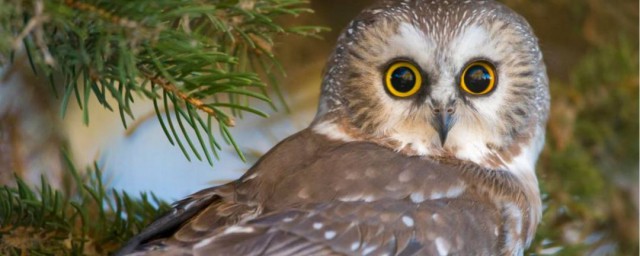 猫头鹰吃什么食物