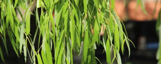 杨柳枝词九首理解(杨柳枝词九首其一)