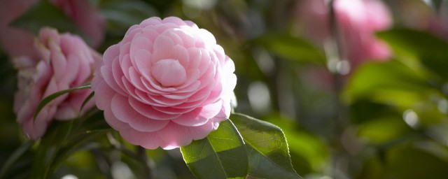 粉色系有哪些颜色(粉色系有哪几种)