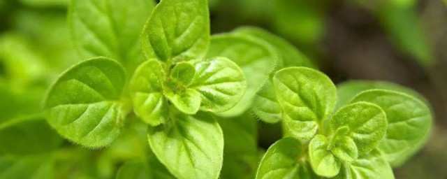 薄荷叶的功效与禁忌(薄荷叶的吃法禁忌)