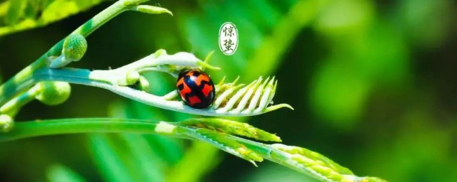 惊蛰精神象征解释(惊蛰预示着什么)