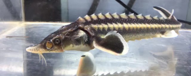 伏尔加的鱼介绍(伏尔加的鱼是什么意思?)