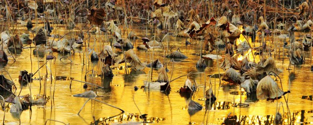 荷尽已无擎雨盖的意思(赠刘景文荷尽已无擎雨盖的意思)