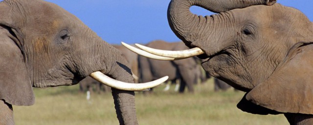 大象的主要产地(大象产地在哪个国家)