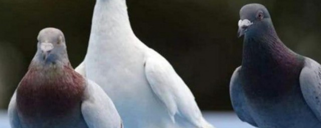 赞美鸽子的话(赞美鸽子的话怎么写)