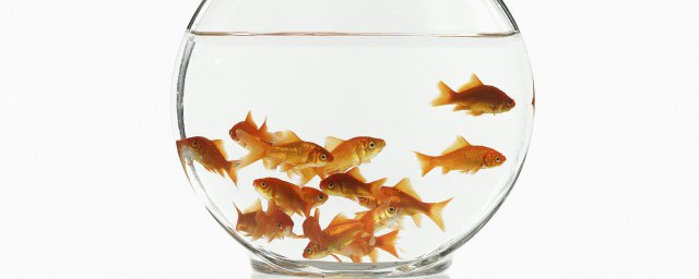 盘点鱼的食物(鱼的食物种类)