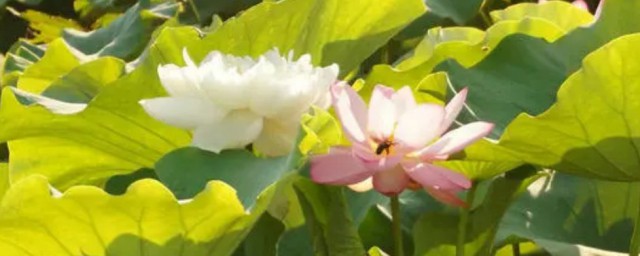 该句子是什么意思(这句话到底是什么意思)