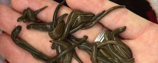 捕捉野生水蛭的有效方法(怎样诱捕野生水蛭)