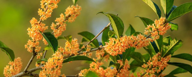 八月盛开的花介绍(8月份盛开的花)