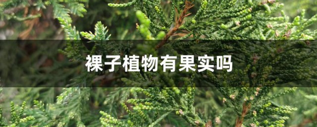 常见的裸子植物介绍(常见10种裸子植物)