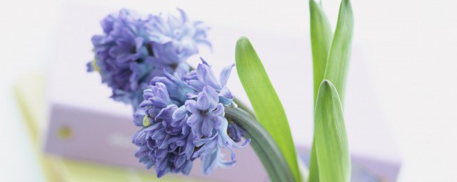 宁要讨饭娘不要做官爹是什么意思(宁死当官爹,不死讨饭娘的意思)