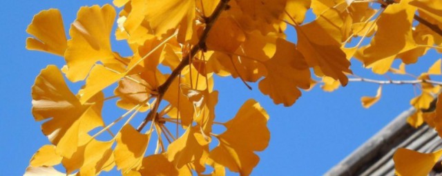 立秋的理解(立秋是什么意思简单说明)