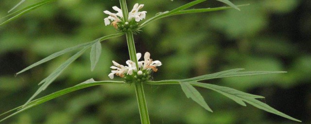 关于益母草的副作用与禁忌(益母草的功效与作用禁忌与副作用有哪些)