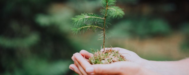 树叶的用途(苦楝树叶的用途)