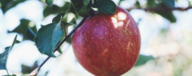 三种西昌比较有特色的水果(这个季节西昌有什么水果)