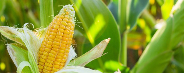 玉米须禁忌人群(玉米须哪些人不能吃)