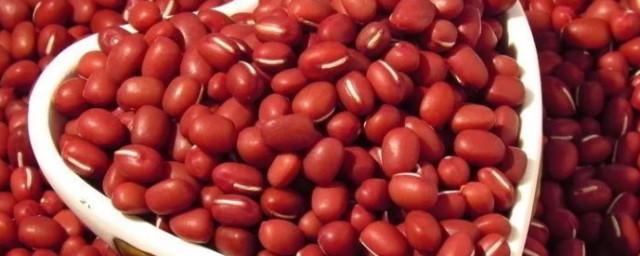红豆的相关了解(红豆是什么)