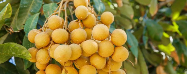 龙眼的功效和禁忌(龙眼的主要功效与禁忌)