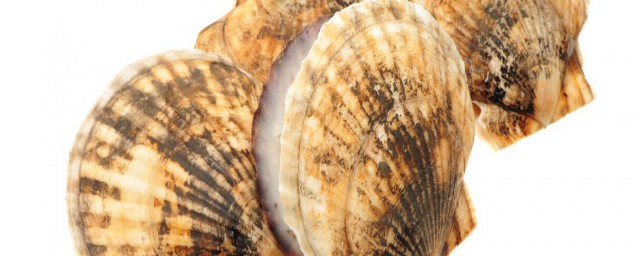 活扇贝有什么保存方法(活扇贝怎样保存)