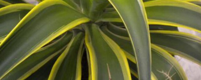 甲醛最怕哪些植物(对甲醛最有用的植物)