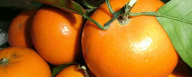 沃柑吃了会不会发胖(沃柑吃了容易胖吗)