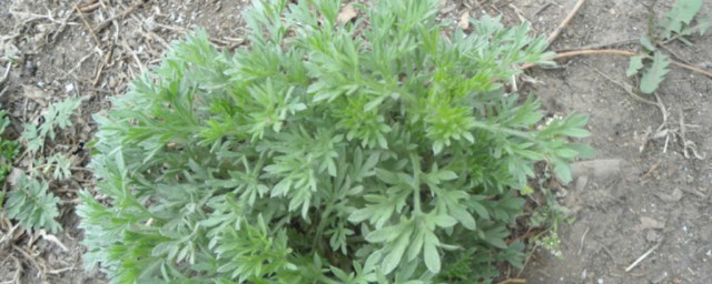 白蒿有什么别称(白蒿的俗名)