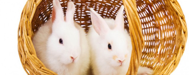 小白兔吃如下7种食物(小白兔吃食物时)